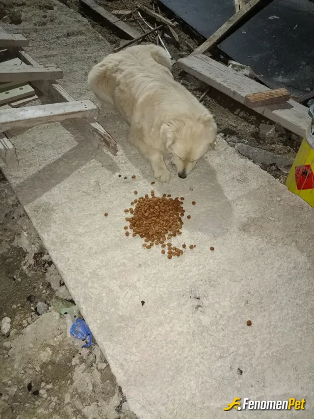 gurkan018 sokak hayvanını besliyor