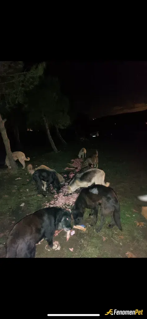 ademsho123 sokak hayvanını besliyor