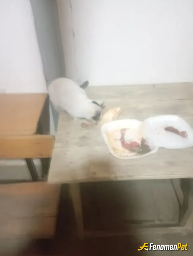 byredbla sokak hayvanını besliyor