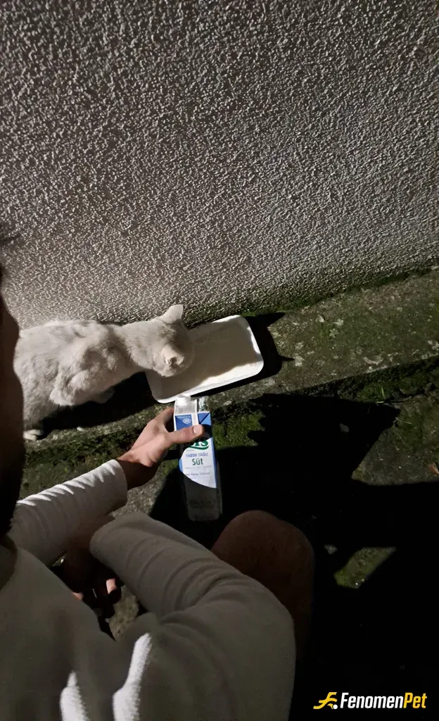 cxlera sokak hayvanını besliyor