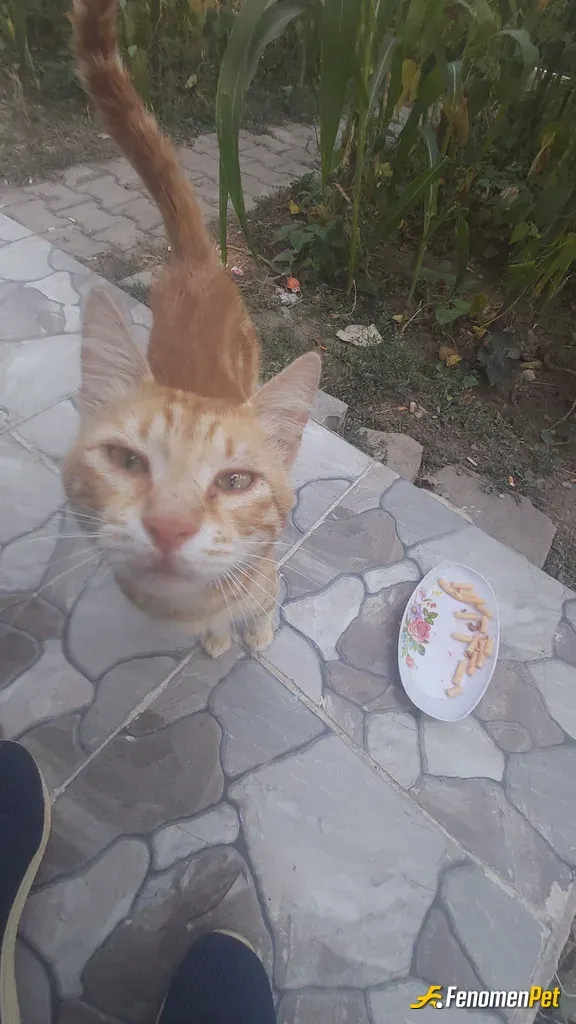 ALLES sokak hayvanını besliyor
