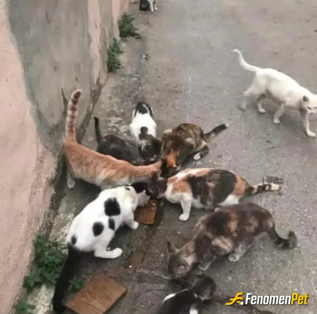Tsubasa8 sokak hayvanını besliyor