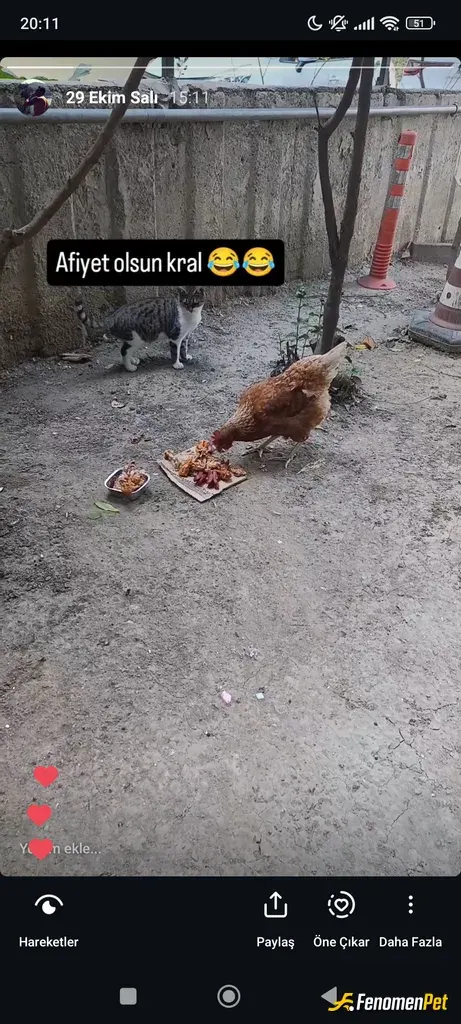 Orhan5353819 sokak hayvanını besliyor