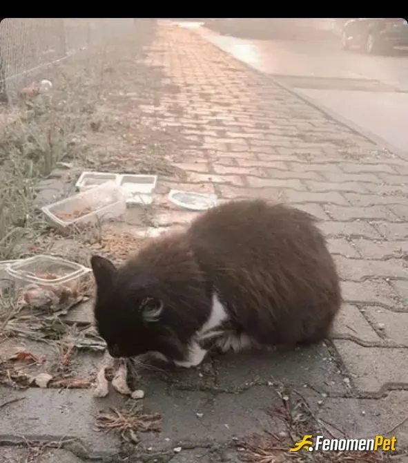mustafa72 sokak hayvanını besliyor