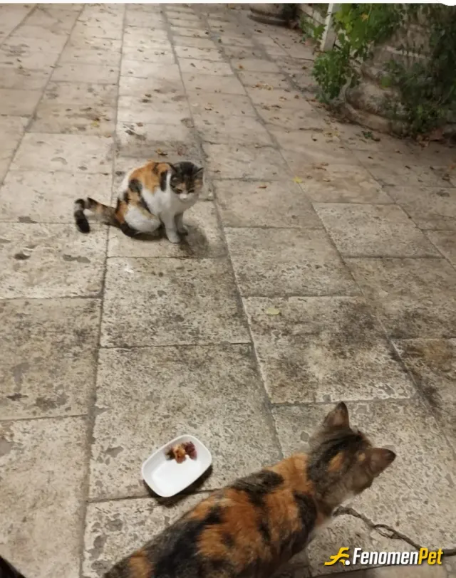 Zamanooon sokak hayvanını besliyor