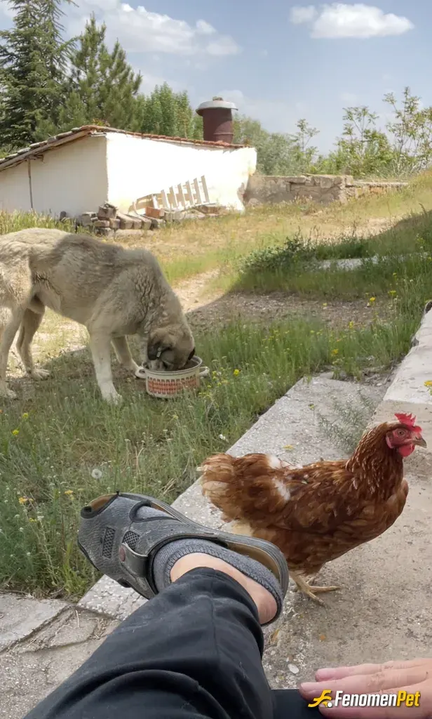 Tigin sokak hayvanını besliyor