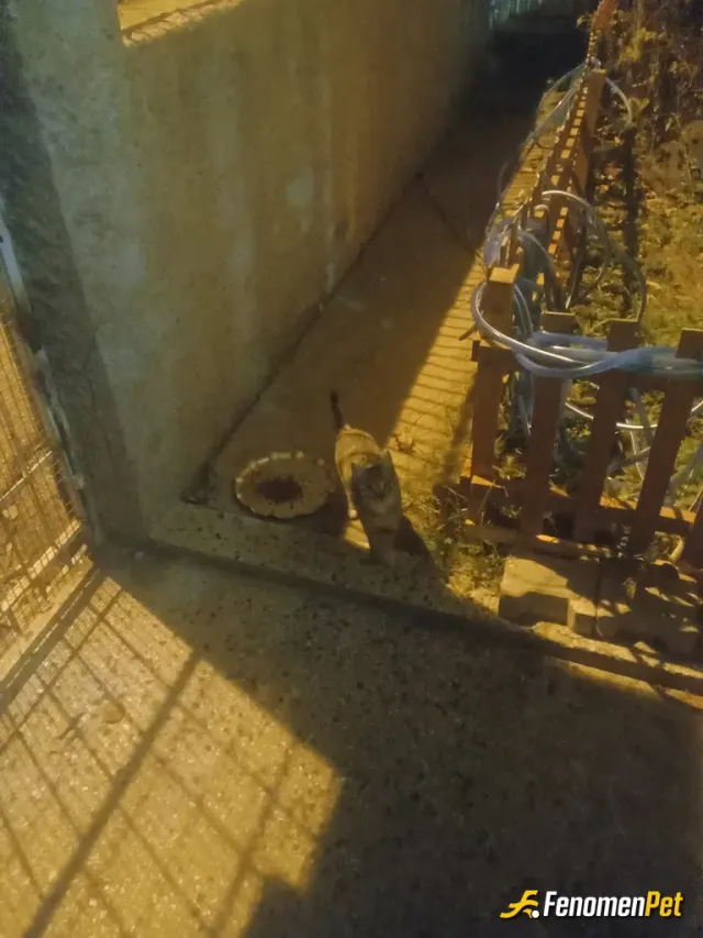 Sbtbaba12 sokak hayvanını besliyor