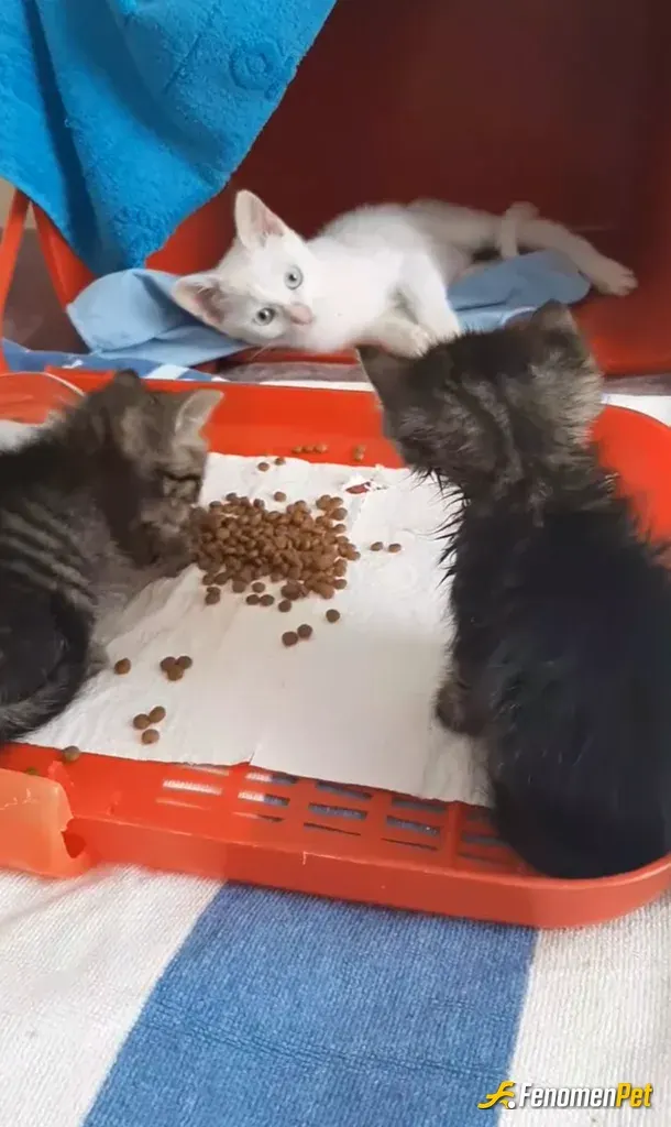 yagizcoskun sokak hayvanını besliyor