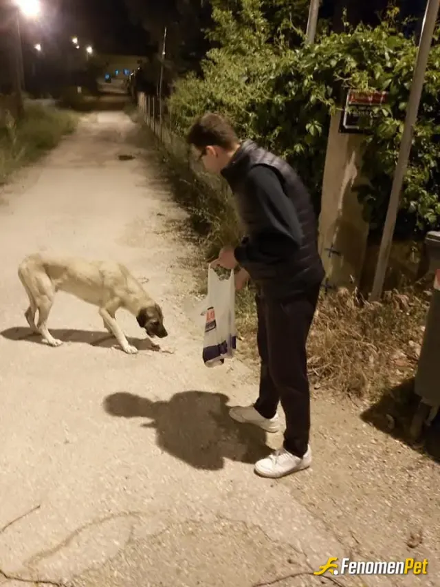 Rem0ve33 sokak hayvanını besliyor