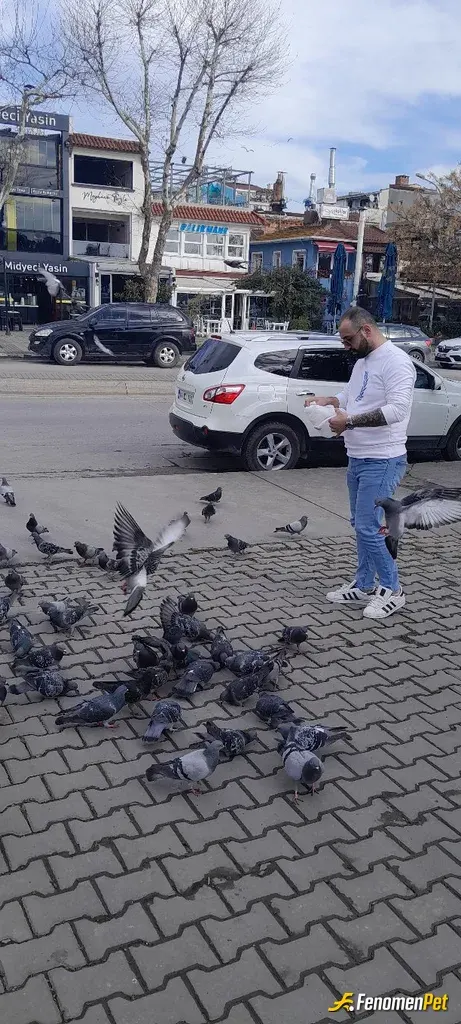 Furkan5534 sokak hayvanını besliyor