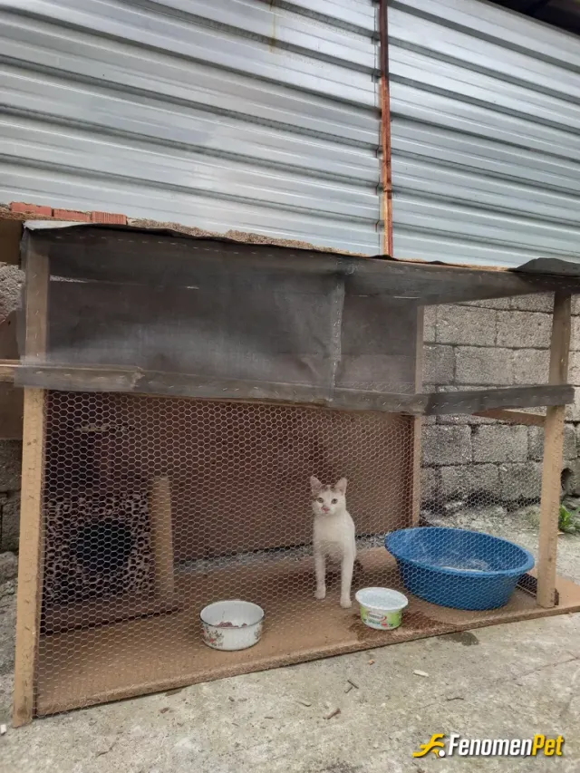Emel1010 sokak hayvanını besliyor