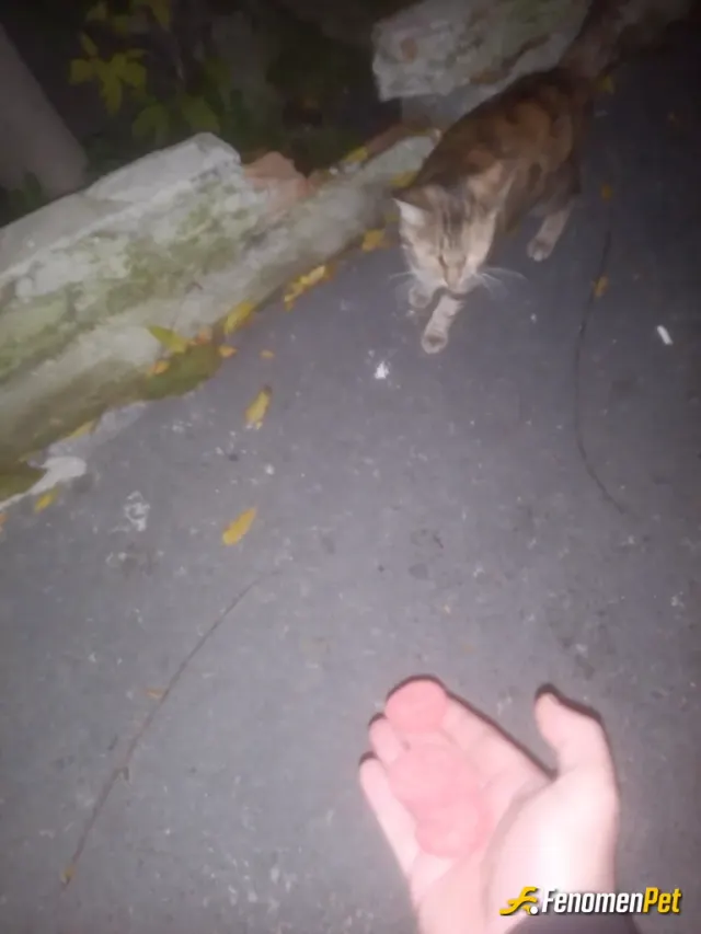 mujganhanim1 sokak hayvanını besliyor