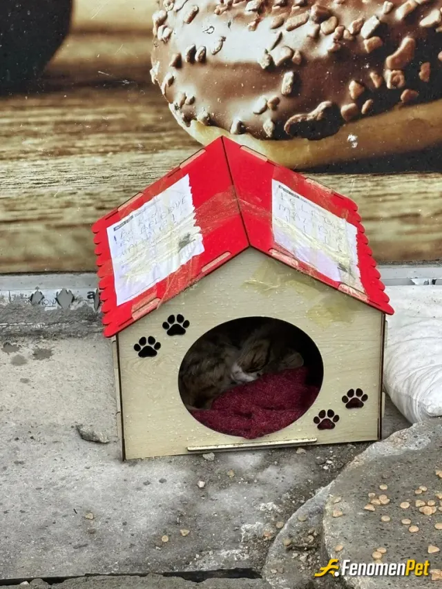 avzamelek sokak hayvanını besliyor