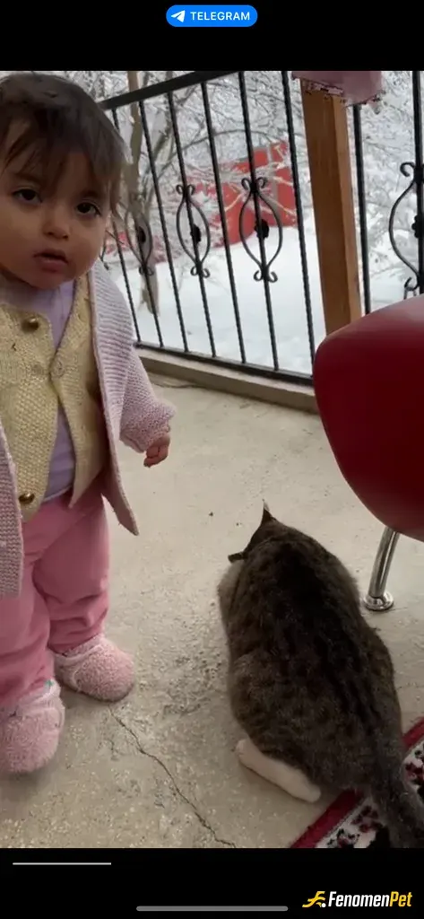 Tezcanm01 sokak hayvanını besliyor