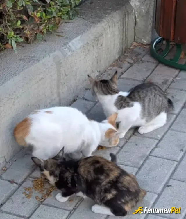 bestamix sokak hayvanını besliyor