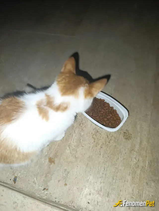 Fattammm sokak hayvanını besliyor