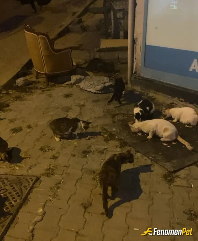 egekwsy sokak hayvanını besliyor