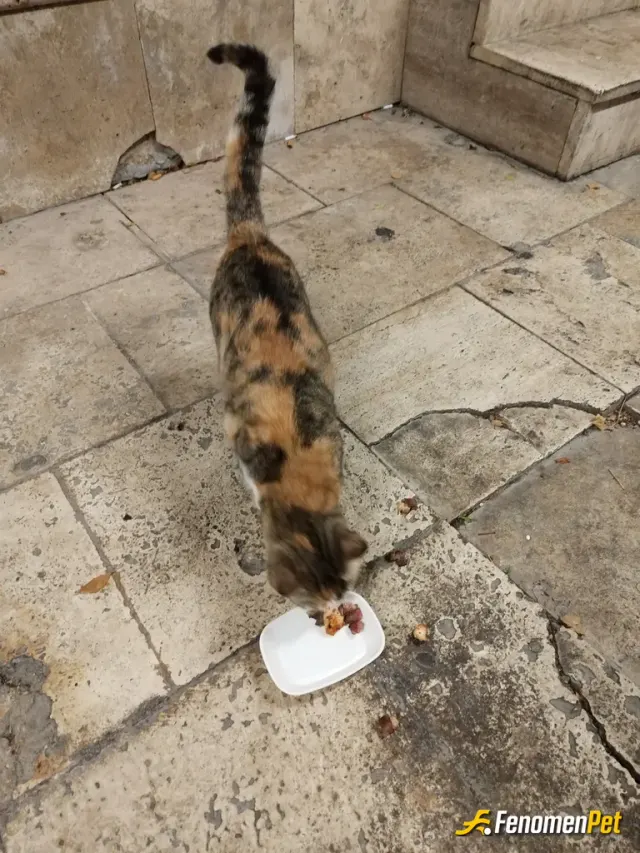 Hazar622 sokak hayvanını besliyor