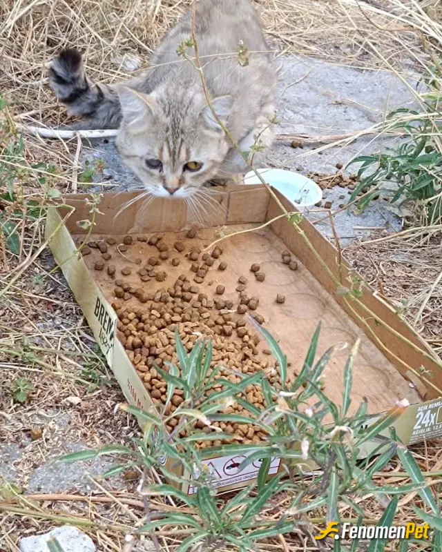 Sarper42 sokak hayvanını besliyor