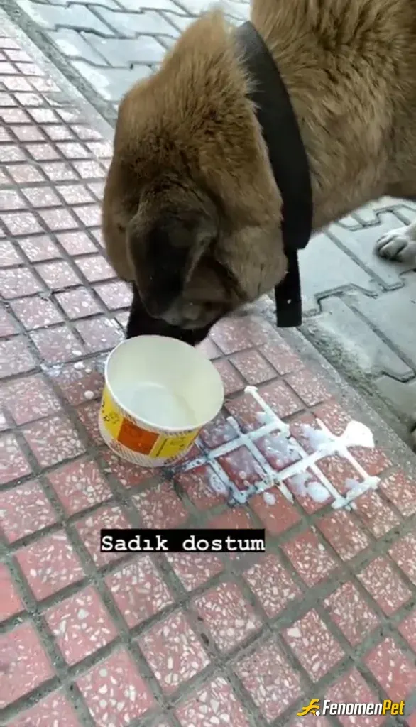 erdemkaya91 sokak hayvanını besliyor