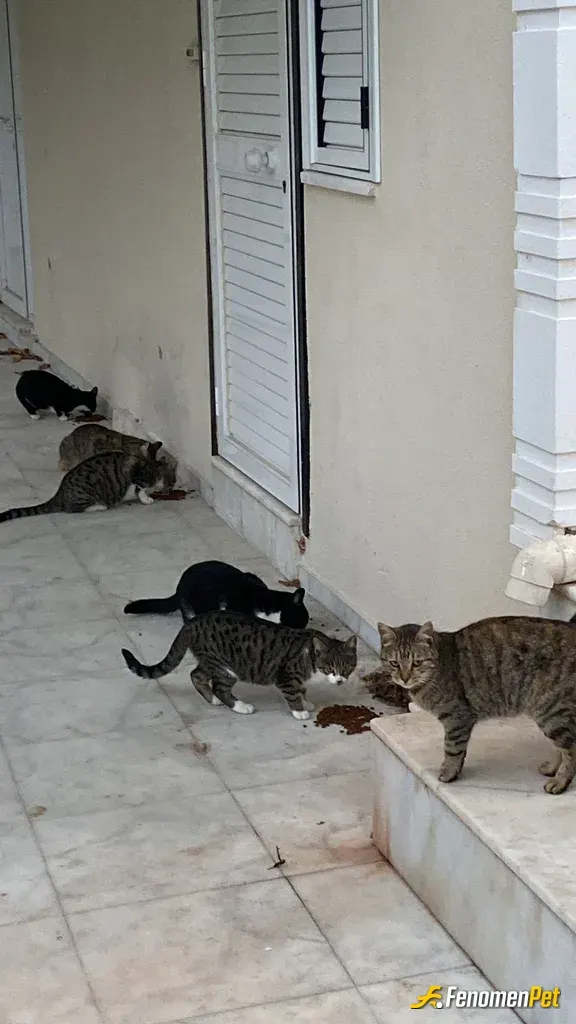 sergiorudy sokak hayvanını besliyor