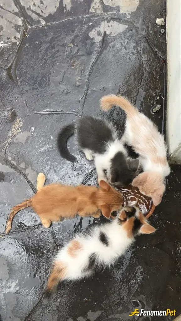 eneswz sokak hayvanını besliyor