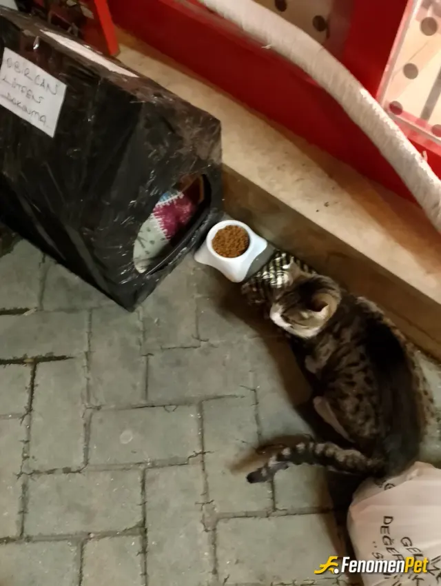 Siempre26 sokak hayvanını besliyor