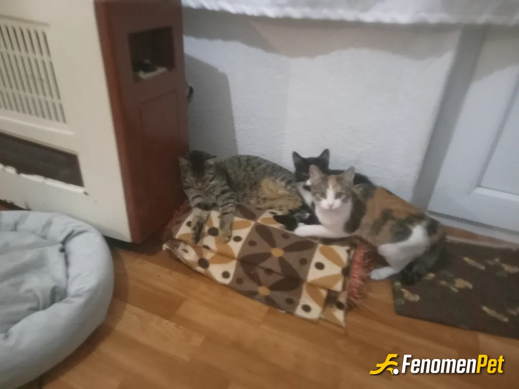 Levo1640 sokak hayvanını beslerken çektiği fotoğraf