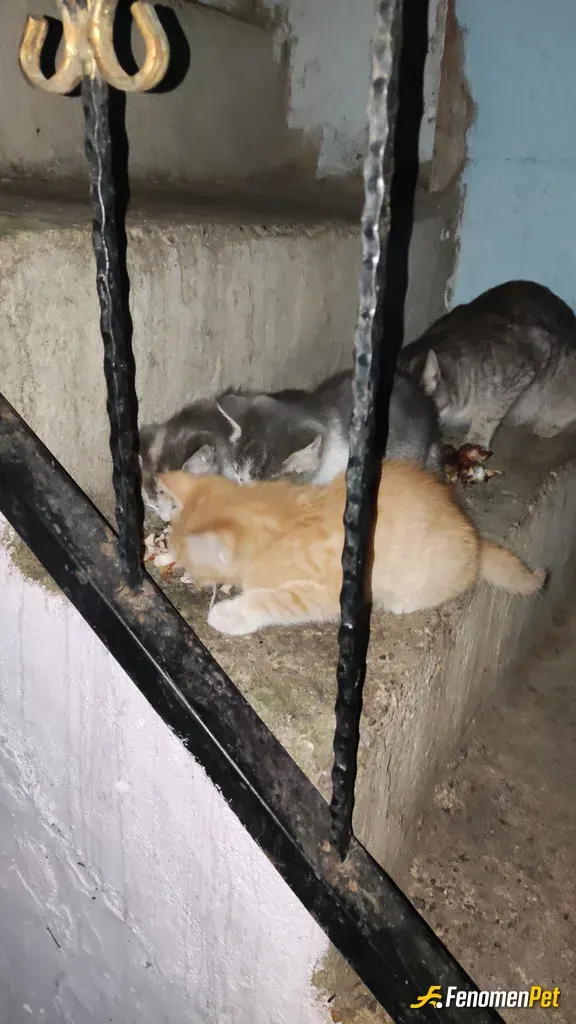 Alpagooo sokak hayvanını besliyor