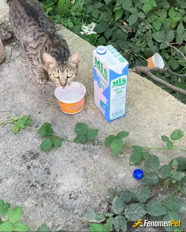 Azaatciftci sokak hayvanını besliyor
