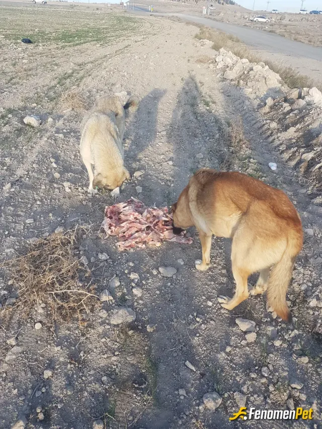 Suumer sokak hayvanını besliyor