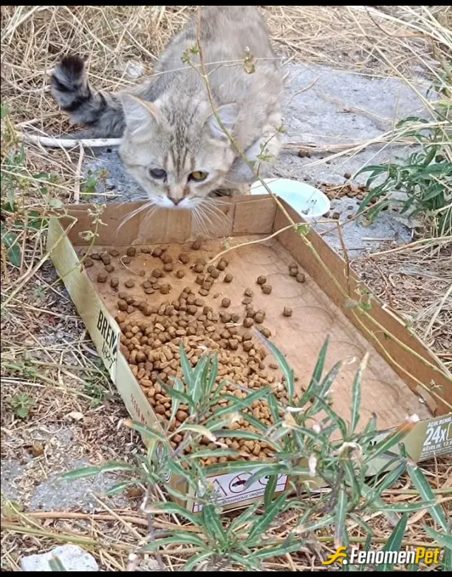 Djenbia1 sokak hayvanını besliyor