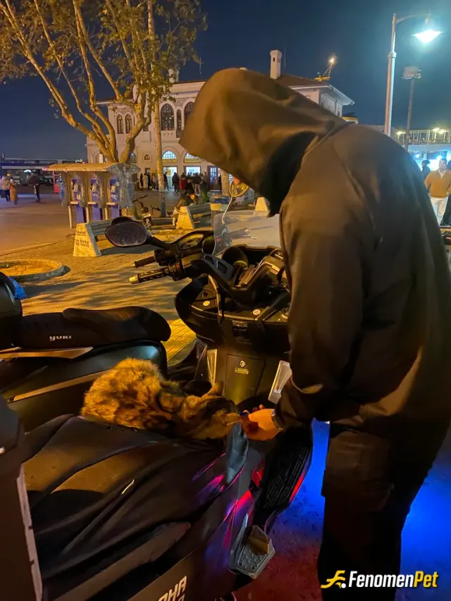 burakcem43 sokak hayvanını besliyor