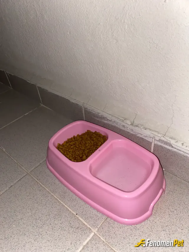 dogusustubal sokak hayvanını besliyor