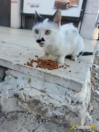 Halilyaman23 sokak hayvanını besliyor