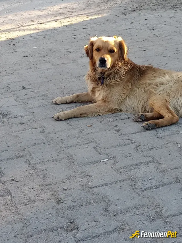 bahisci3467 sokak hayvanını besliyor