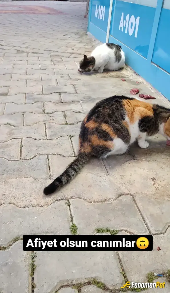 hsyerturk sokak hayvanını besliyor