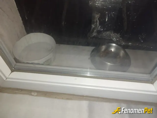 Serdarkyt sokak hayvanını besliyor