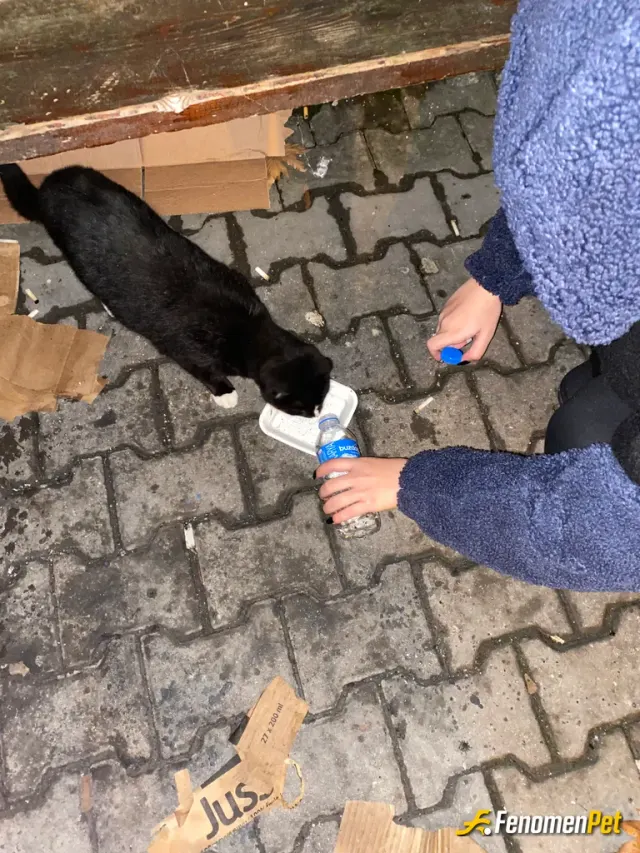 Nursogut sokak hayvanını besliyor