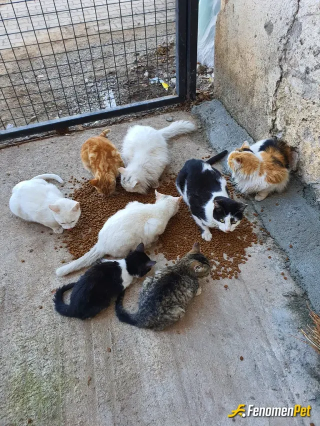 Holguno7 sokak hayvanını besliyor
