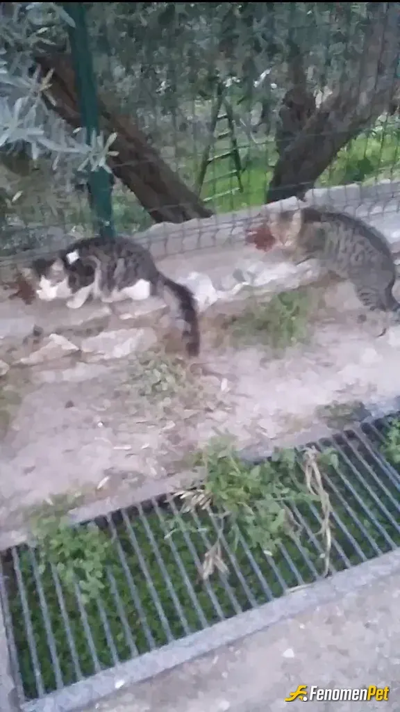 Nrhy3 sokak hayvanını besliyor