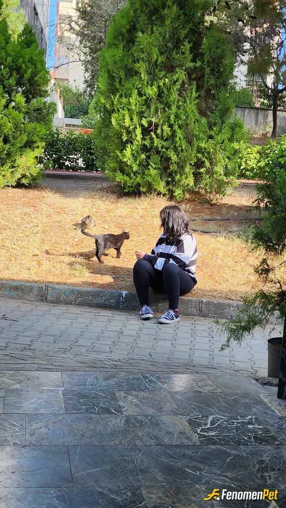 Dpk1995 sokak hayvanını besliyor