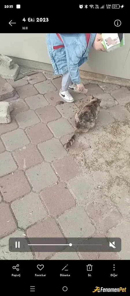 feyzadereli sokak hayvanını besliyor