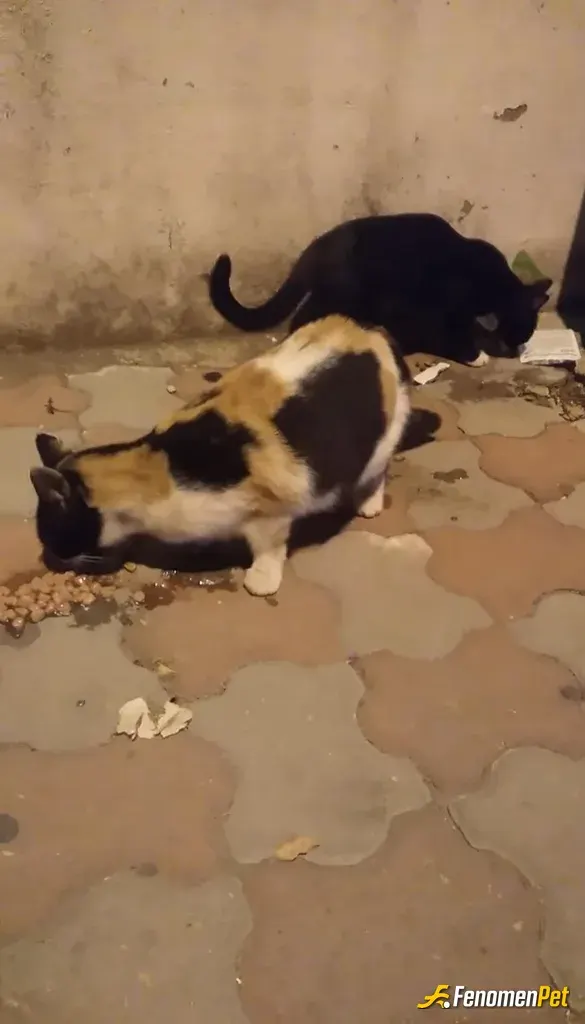 oguzhankaya36 sokak hayvanını besliyor