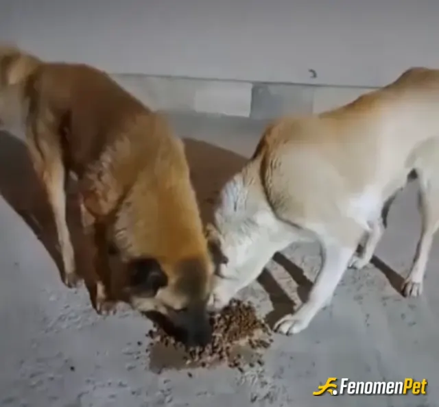 Atabeyrg sokak hayvanını besliyor