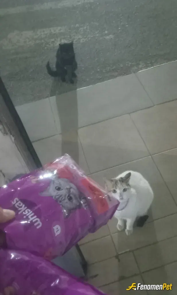 Fthnzl41 sokak hayvanını besliyor