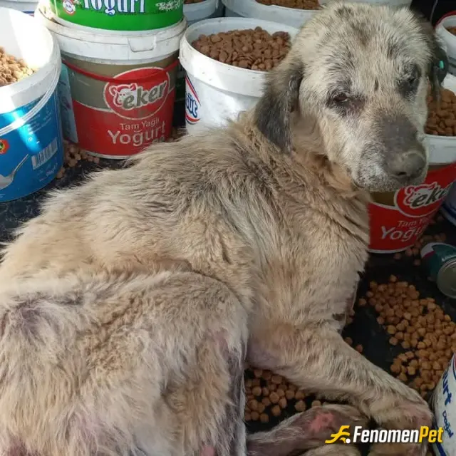 Sokak hayvanı besleme: Önce karnını doyurdum sonra veterinere götürdüm yaşlılık harici birseyi yokmuş
