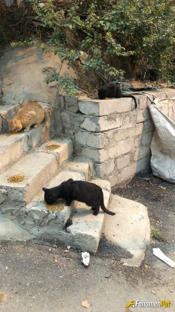 Sokak hayvanı besleme: Mükemmel bir Kampanya olmuş Emeklerinize Saglik