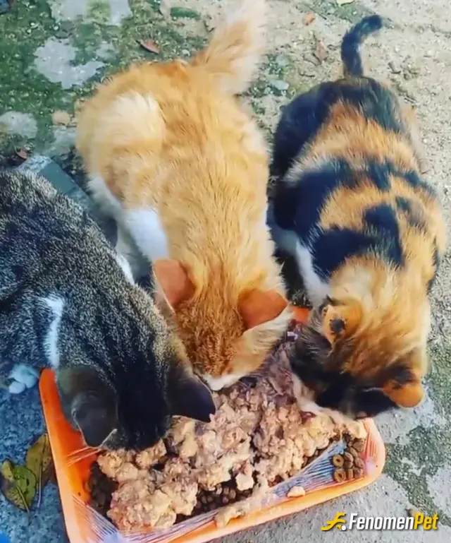 Sokak hayvanı besleme: Sokak hayvanları çok değerlidir onların kimsesi yok onlara iyi bakalım 🥺💙