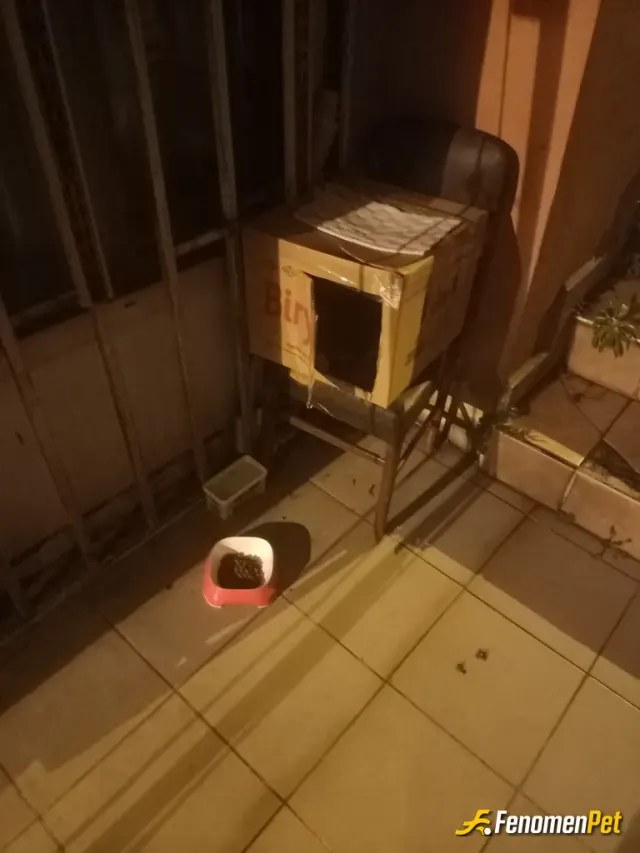 Sokak hayvanı besleme: 10 yıldır her kış kapımın önüne barınak su ve mama koyarım kış aylarinda kediler 3 saat köpekler 6 saat civarı